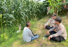 Polsek-Tarik-Pantau-Perkembangan-Tanaman-Jagung-Guna-Swasembada-Pangan