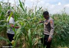Polsek-Tulangan-Cek-Tanaman-Jagung-di-Desa-Kemantren,-Wujudkan-Swasembada-Pangan