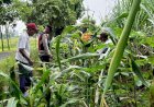 Cek-Perkembangan-Jagung,-Polsek-Krian-Dukung-Swasembada-Pangan