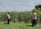 Dukung-Ketahanan-Pangan,-Polsek-Tulangan-Gandeng-Petani-Optimalkan-Tanaman-Jagung-Agar-Berhasil