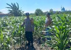 Polsek-Taman-Pantau-Lahan-Jagung-di-Sepanjang,-Perkuat-Dukungan-terhadap-Program-Ketahanan-Pangan