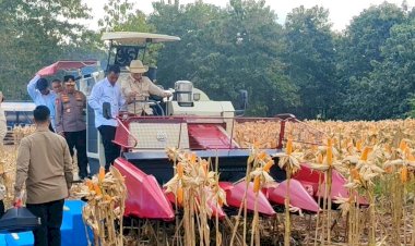 Presiden-Prabowo-dan-Kapolri-Panen-Raya-Jagung-Nasional-di-Tuban-Perkuat-Ketahanan-Pangan