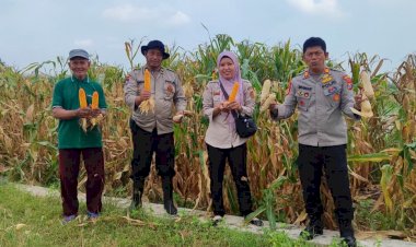 Polsek-Tanggulangin-Dukung-Ketahanan-Pangan,-Panen-Raya-Jagung-di-Desa-Randegan