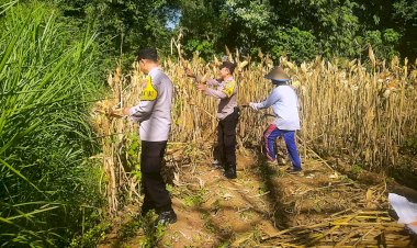 Panen-Jagung-Polresta-Malang-Kota-Perkuat-Ketahanan-Pangan-Bersama-Petani-Kedungkandang