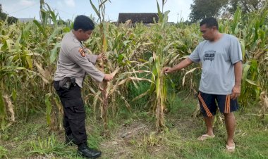 Optimalkan-Ketahanan-Pangan,-Polisi-Pantau-Perkembangan-Tanaman-Jagung-di-Desa-Bulang