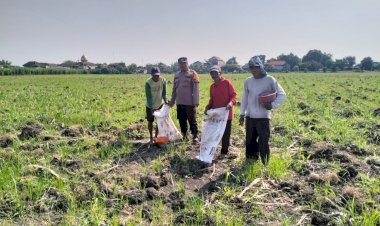 Polsek-Tulangan-Monitoring-Perkebunan-Tebu-dan-Dorong-Swasembada-Pangan-di-Desa-Kajeksan
