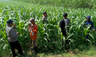 Polsek-Balongbendo-Kawal-Perkembangan-Jagung-Hibrida-untuk-Swasembada-Pangan