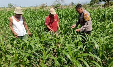 Optimalkan-Ketahanan-Pangan,-Polsek-Porong-bersama-Petani-Pantau-Perkembangan-Tanaman-Jagung