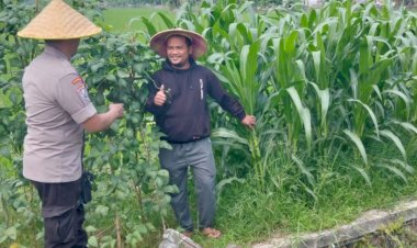 Polsek-Tulangan-Dukung-Ketahanan-Pangan-Melalui-Monitoring-Lahan-Jagung-Tumpang-Sari-di-Desa-Gelang
