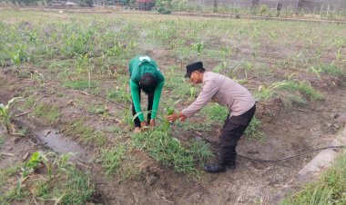 Polsek-Sidoarjo-Kota-Dampingi-Petani-Optimalkan-Swasembada-Pangan-Jagung