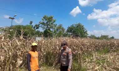 Polisi-Pantau-Pertumbuhan-Jagung,-Dukung-Ketahanan-Pangan-di-Kecamatan-Prambon