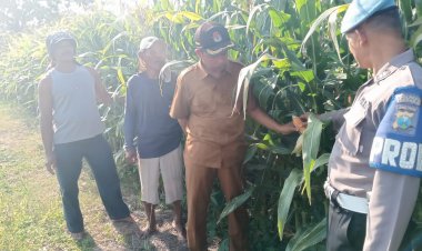 Polisi-Turun-Bareng-Perangkat-Desa-Cek-Lahan-Pertanian-Jagung-di-Kecamatan-Tarik