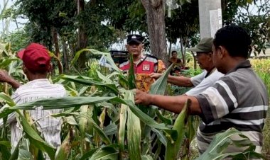 Anggota-Polsek-Krian-Optimalkan-Pertumbuhan-Jagung-untuk-Ketahanan-Pangan