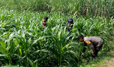 Polisi-dan-Petani-Tingkatkan-Program-Swasembada-Jagung,-Pantau-Lahan-Jagung-Desa-Kedungsukodani