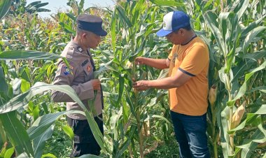Kapolsek-Prambon-Masifkan-Sambang-Petani-Jagung