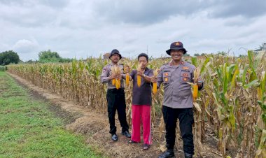 Polri-Kawal-Panen-Jagung-di-Desa-Singkalan
