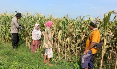 Swasembada-Pangan-Nasional-dengan-Kelola-Lahan-Jagung-di-Balongbendo