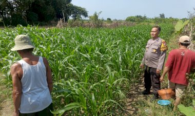 Dukung-Swasembada-Pangan,-Polsek-Porong-Monitoring-Lahan-Jagung-Warga