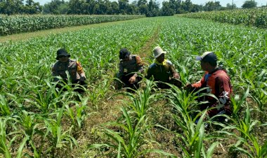 Polsek-Balongbendo-Kawal-Perkembangan-Tanaman-Jagung,-Dukung-Ketahanan-Pangan-dan-Swasembada-Pangan-Nasional