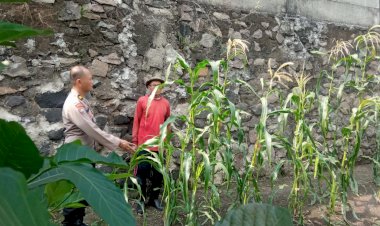 Bhabinkamtibmas-Sukorejo-Cek-Ladang-Jagung,-Dukung-Swasembada-Pangan-Nasional-di-Sidoarjo
