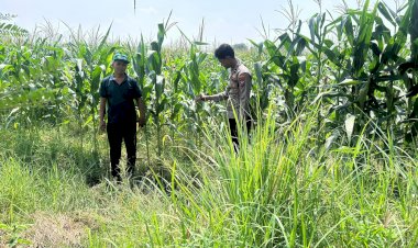 Bhabinkamtibmas-Prambon-Pantau-Pertumbuhan-Jagung-Petani-Binaan,-Dukung-Ketahanan-Pangan-Nasional