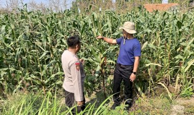 Kolaborasi-Polisi-dengan-Petani-Rawat-Tanaman-Jagung-untuk-Swasembada-Pangan