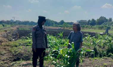 Program-Ketahanan-Pangan,-Polsek-Taman-Cek-Pertumbuhan-Jagung-di-Lahan-Lingkar-Mas