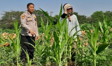 Polsek-Krian-Cek-Pertumbuhan-Jagung-di-Desa-Junwangi,-Sukseskan-Swasembada-Pangan
