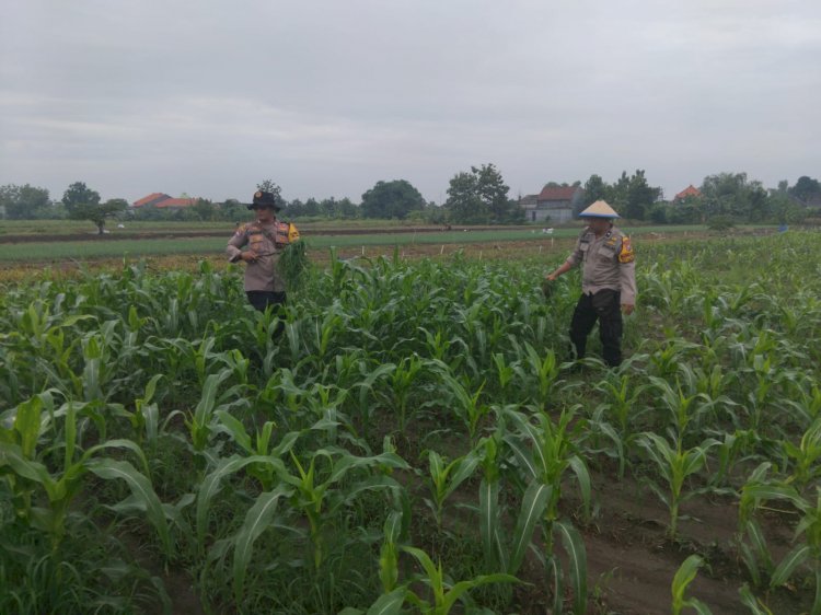 Kanit Binmas Polsek Krembung Rawat Jagung Hibrida Dukung Swasembada Pangan