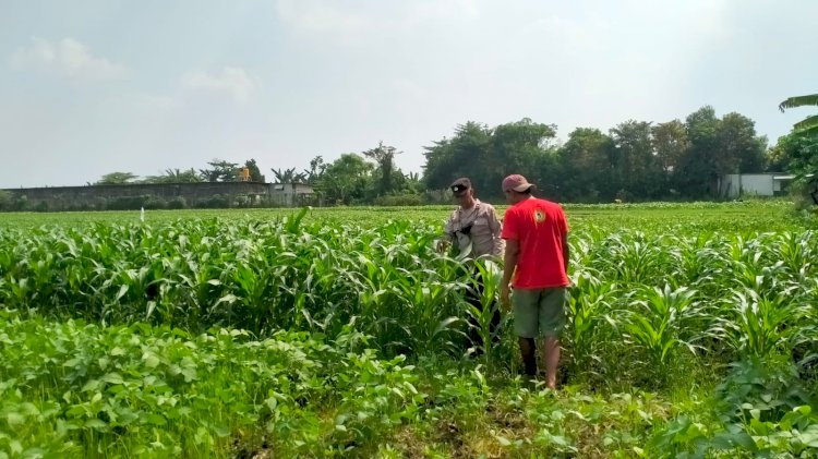 Dukung Swasembada Pangan, Bhabinkamtibmas Polsek Wonoayu Kontrol Tanaman Jagung di Desa Mulyodadi