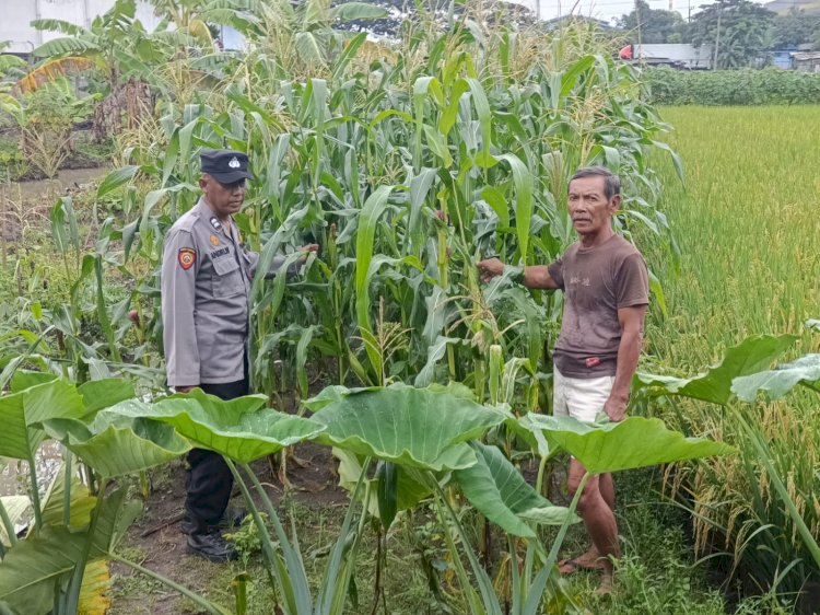 Bhabinkamtibmas Desa Kraton Pantau Pertumbuhan Jagung, Dukung Program Ketahanan Pangan Nasional
