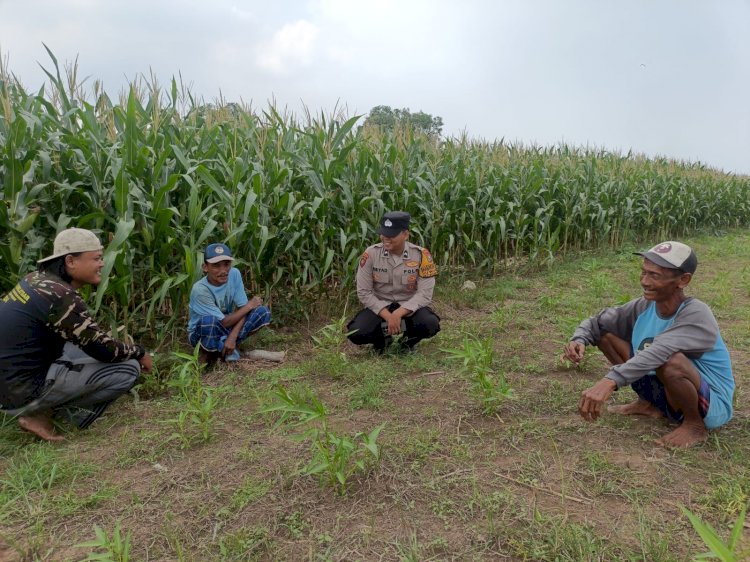 Polsek Porong Sidoarjo Pantau Pertumbuhan Jagung di Pesawahan