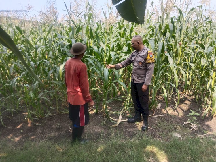 Sukseskan Swasembada Pangan, Anggota Polsek Buduran Masifkan Pengecekan Lahan Jagung