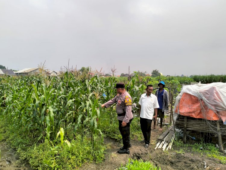 Bhabinkamtibmas Desa Gamping Pantau Pertumbuhan Jagung, Dukung Program Ketahanan Pangan