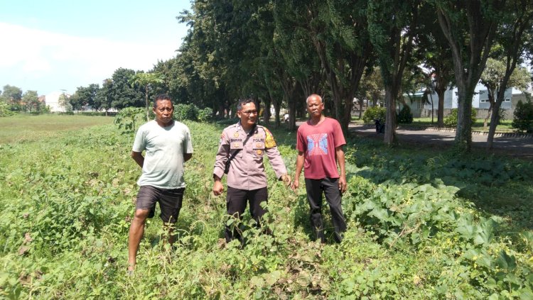 Polsek Sidoarjo Kota Pantau Perkembangan Lahan Jagung Desa Lebo Dukung Swasembada Pangan