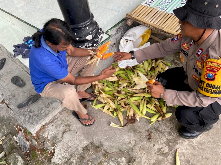 Polsek Krembung Dampingi Perawatan Jagung untuk Dukung Swasembada Pangan
