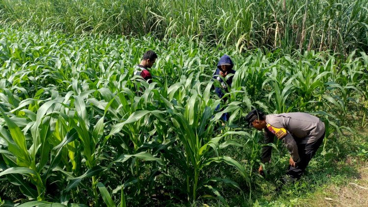 Polisi dan Petani Tingkatkan Program Swasembada Jagung, Pantau Lahan Jagung Desa Kedungsukodani
