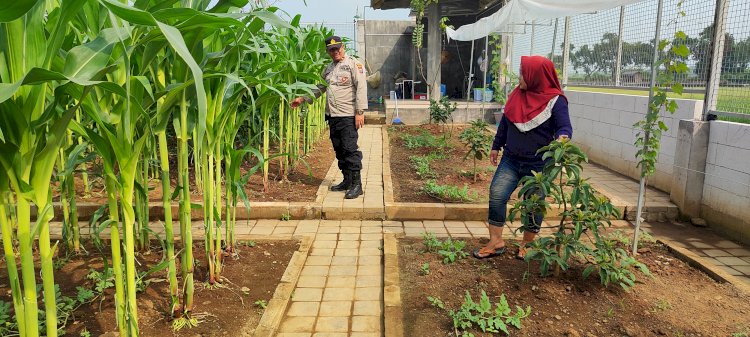 Polisi Sambangi Lahan Jagung Desa Randegan, Ajak Petani Dongkrak Swasembada Pangan