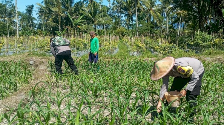 Polres Lumajang Terjunkan Personel Penggerak Ketahanan Pangan Dampingi Warga Tani