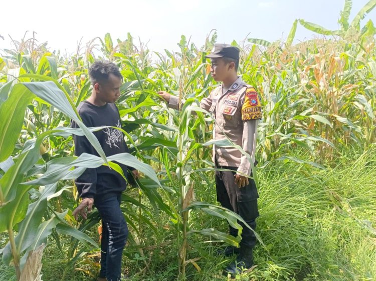 Polsek Tarik bareng Petani Kelola Lahan Jagung Wujudkan Swasembada Pangan