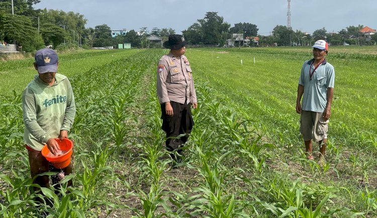 Polisi Dampingi Poktan Budi Luhur Kelola Jagung