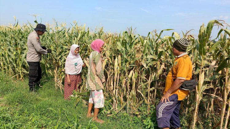 Polsek Balongbendo Dukung Swasembada Pangan