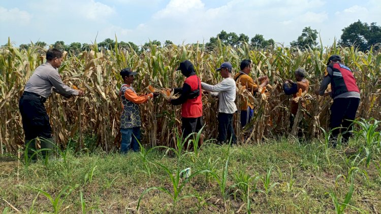 Kompak Wujudkan Swasembada Pangan, Polisi dan Petani di Balongbendo Kelola Tanaman Jagung