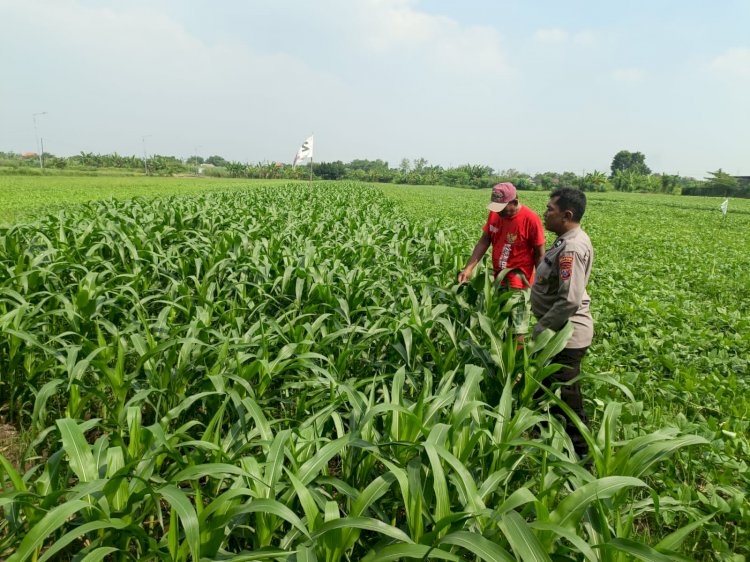 Dukung Swasembada Pangan, Polsek Wonoayu Kontrol Tanaman Jagung