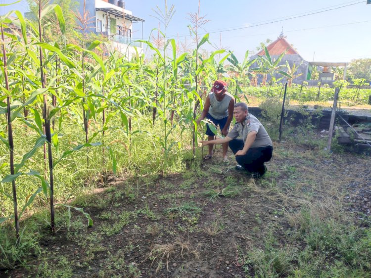 Bhabinkamtibmas Desa Buncitan Dampingi Perawatan Jagung Dukung Swasembada Pangan