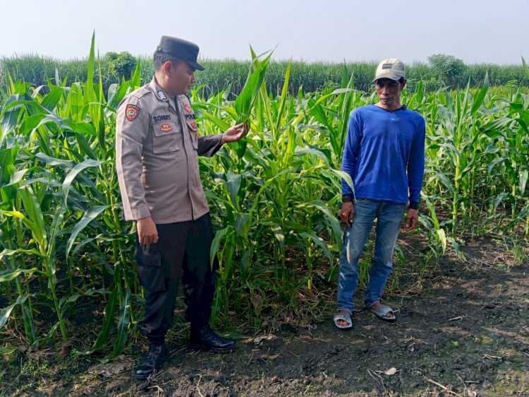 Polsek Krembung Dampingi Petani Kembangkan Lahan Jagung untuk Swasembada Pangan