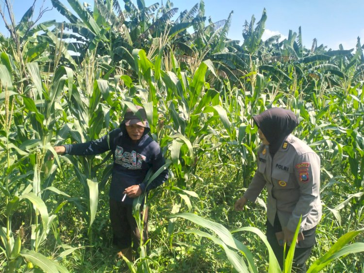 Antisipasi Hama, Polsek Gedangan Gandeng Petani Optimalkan Ketahanan Pangan Rawat Tanaman Jagung di Desa Punggul