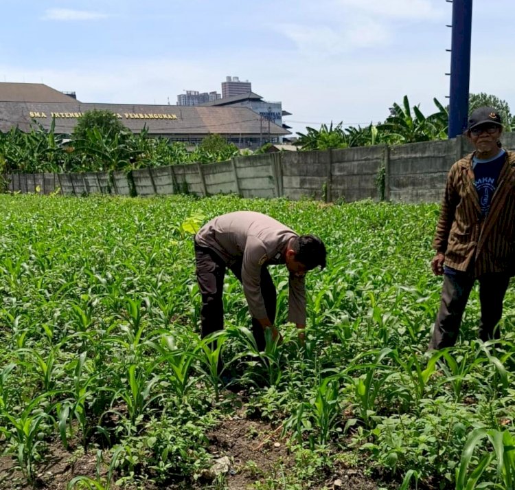 Tingkatkan Swasembada Pangan, Polsek Waru Motivasi Warga Optimalkan Budidaya Jagung