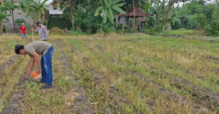 Dari Menjaga Kamtibmas ke Menjaga Lumbung Negeri: Polisi dan Petani Sukodono Bersatu Tanam Jagung, Perkuat Swasembada Pangan dari Desa