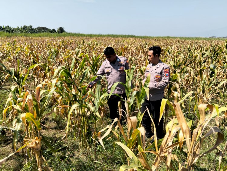 Panen Jagung di Desa Bulang, Polisi Dampingi Petani Sukseskan Ketahanan Pangan